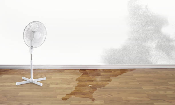 Best Mold removal after water damage  in Maple Plain, MN